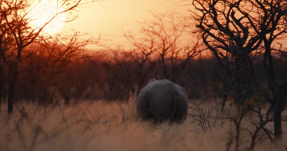 The rhino walks towards the rising sun