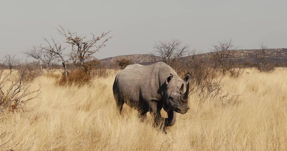 Sunlight shines on a rhinoceros walking in a field of tall dry grass