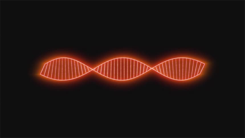 This video displays a glowing neonorange visualization of a dna double helix structure against a black backgroundthe structure pulses and subtly oscillates creating an animated representation of genetic material in a loop