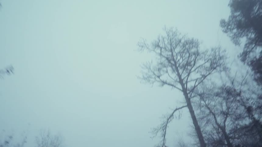 The sky above the forest has heavy clouds