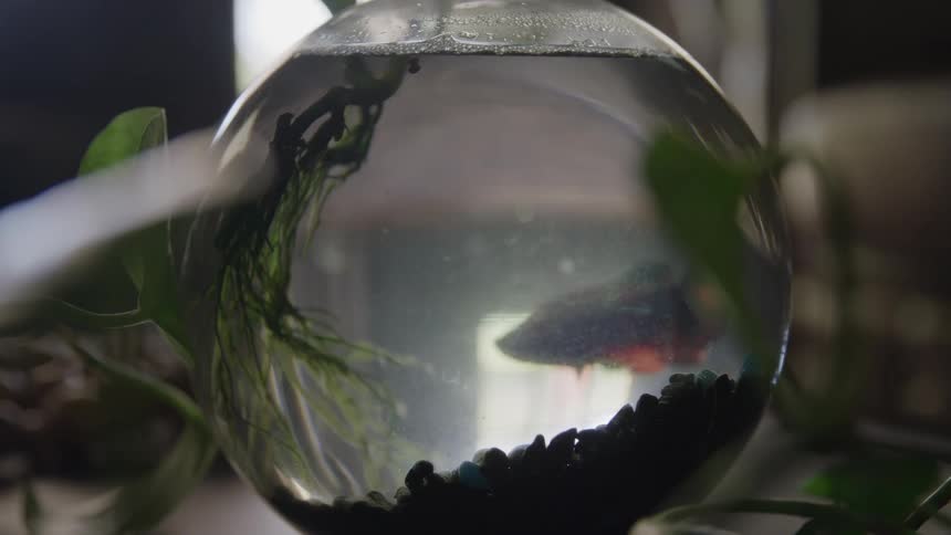 A closeup shot focuses on a round glass fish bowl containing a dark red and black betta fish which swims slowly through the water the bowl is decorated with dark pebbles and green aquatic plants with light filtering in from the background