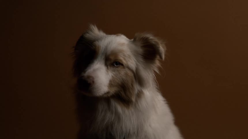 The dog moves its furry ears