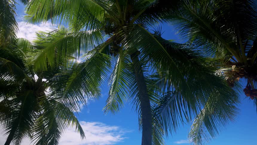 Palm trees move in the breeze under a blue cloudy sky