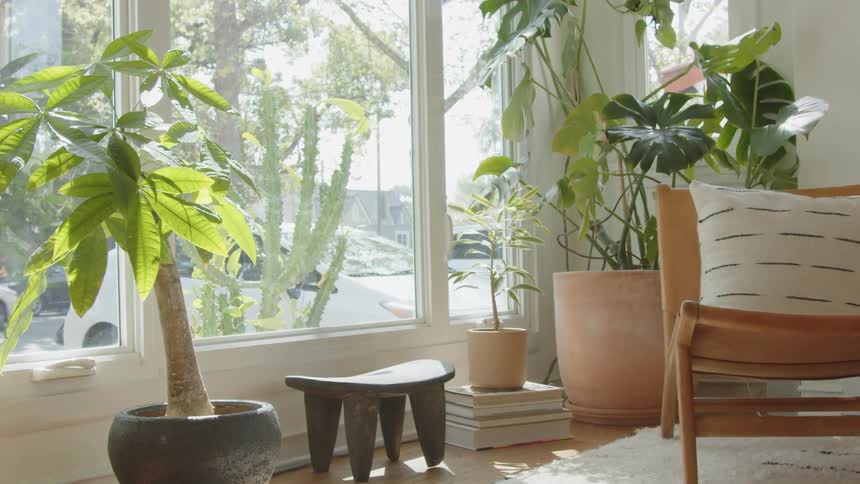 The video features a bright sundrenched indoor space filled with various potted plants near a large windowlarge leafy house plants including a money tree and a monstera are placed in terracotta and dark pots framing the view of a residential str