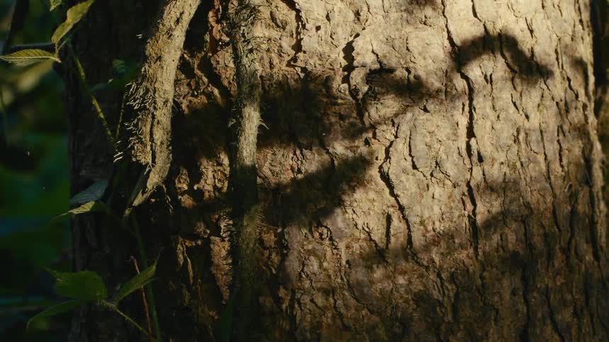 Tree trunk lit by sunlight with leaf shadows cast across the bark