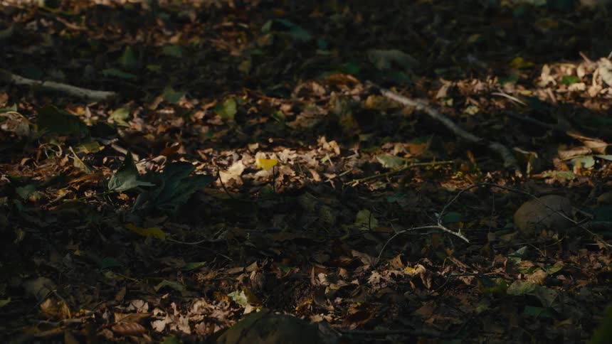 A patch of soil with several dry brown leaves on top