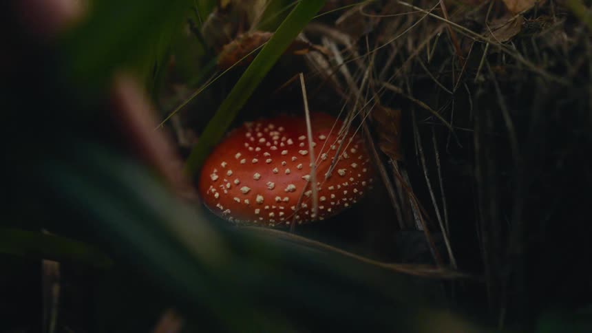 Red mushroom with white spots among the vegetation