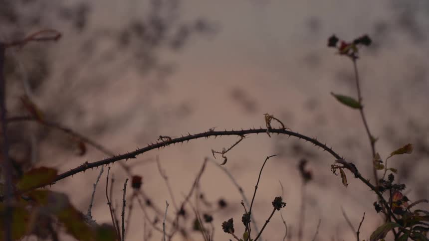 A series of woodland plants swaying in the wind at evening