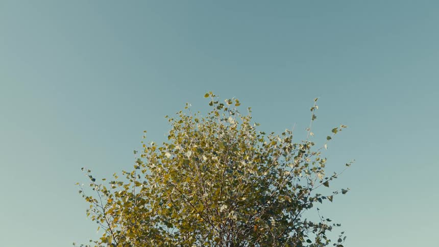 A tree swaying in the breeze