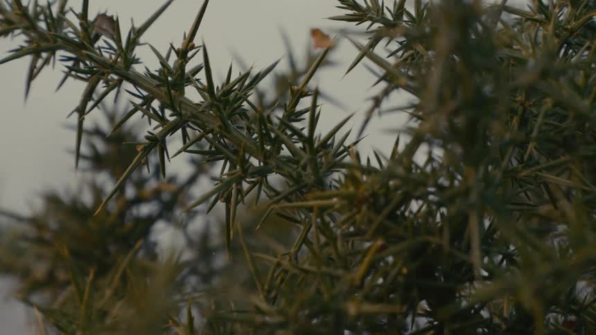 A small green branch of a plant with small leaves