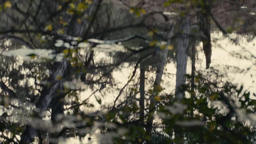 A calm lake at midday surrounded by trees with their reflections mirrored on the still water