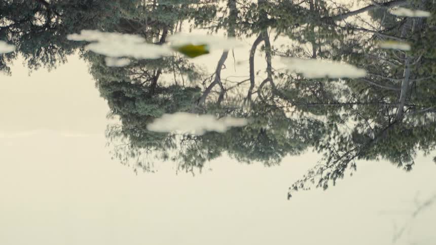 Trees reflected in the water