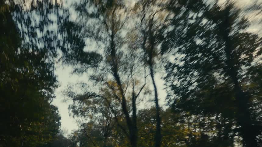Aerial view moving though a forest of trees