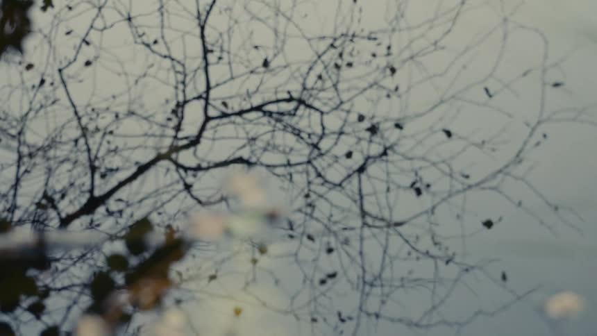 The branches are bare on the tree