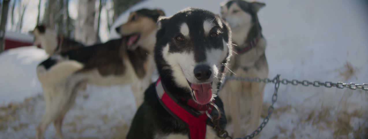 A husky pet dog pack chained together outdoors in the snow during daytime