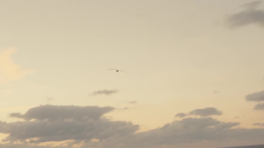 The bird glides over the water
