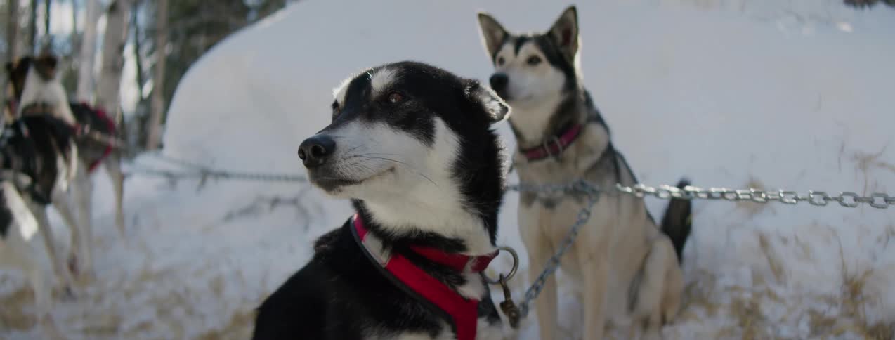 A handsome black and white sled dog in a red harness looks around alertly panting slightly in the cold as another husky sits patiently in the snowy background