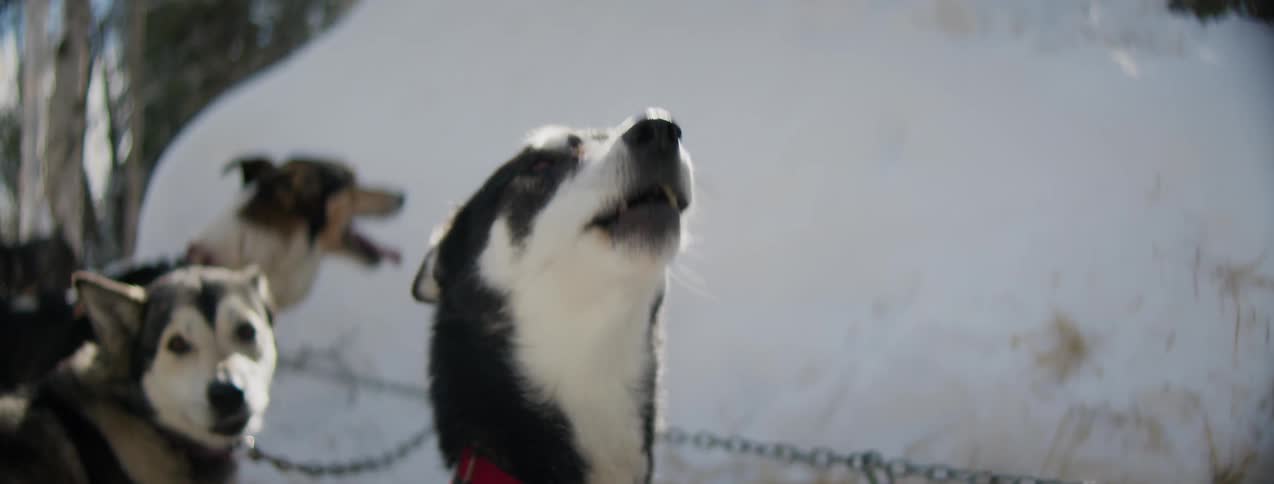 Dog chained with its snout raised in the snow