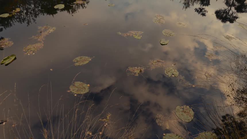 A still lake at midday with leaves floating on the surface and trees reflecting in the water