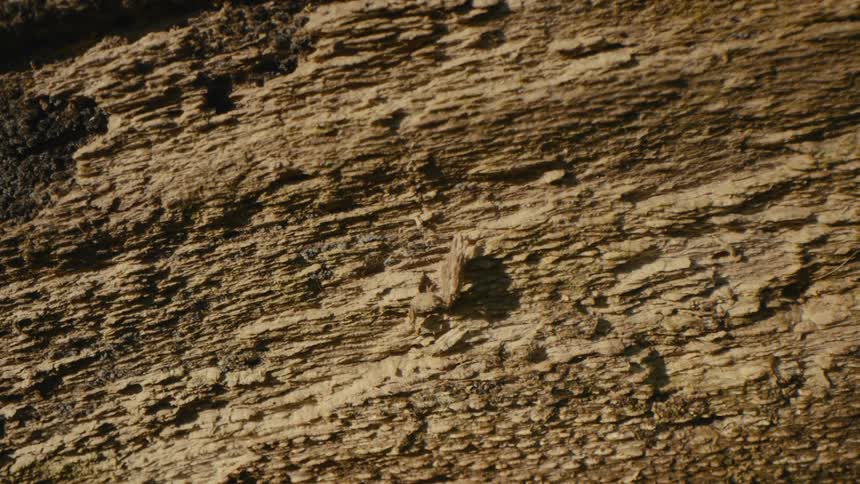 A close view shows the weathered rough brown texture of old wooden bark or plank in bright natural light