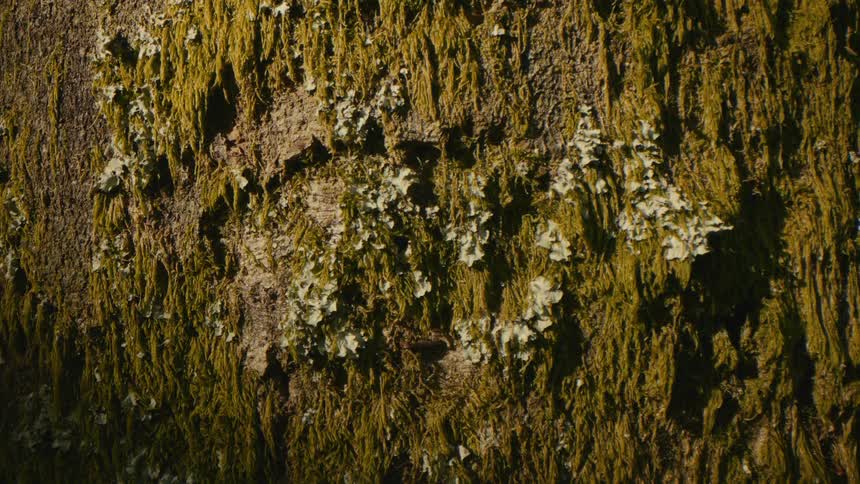 Moss on the side of a tree