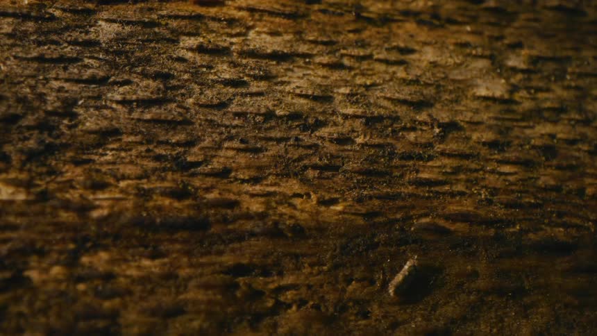 The texture of brown soil with some cracks and that is trembling