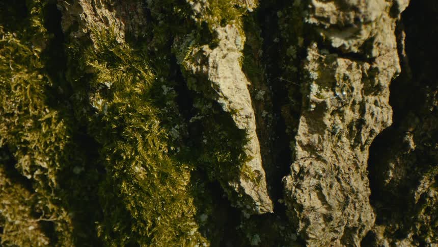 Tree bark with green moss covering irregular crevices