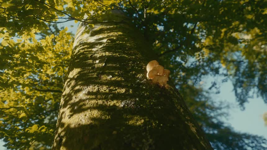 A mushroom is up on the tree