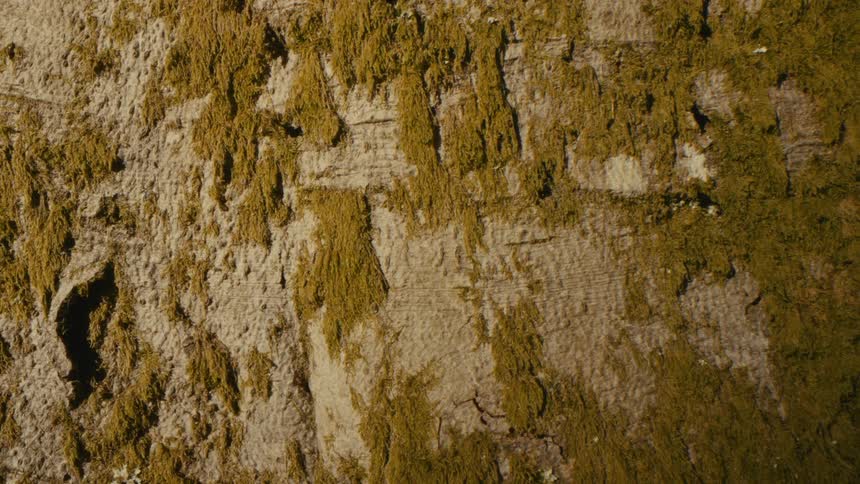 A close up view of bark on a tree