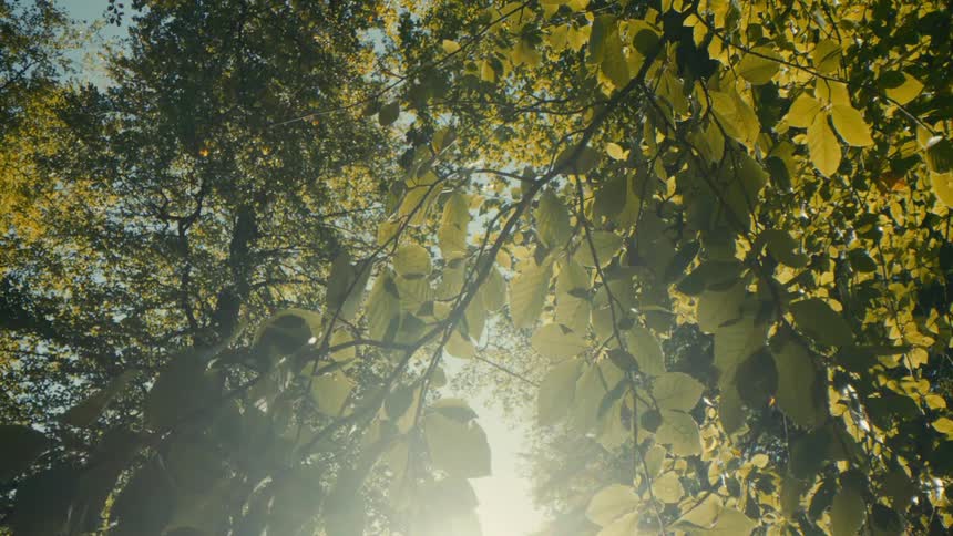 Sunlit foliage between tree branches