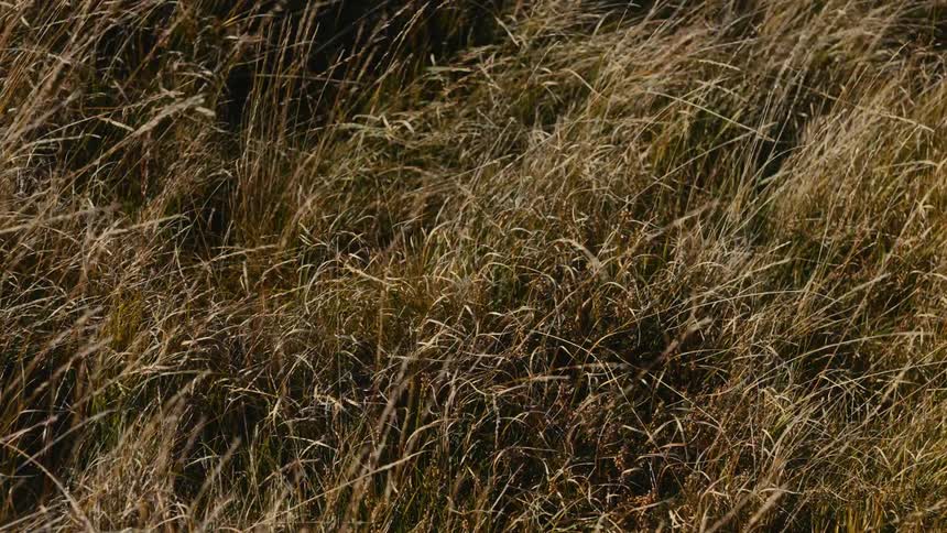 Shadow of a person walking over a grassy area outdoors during day time