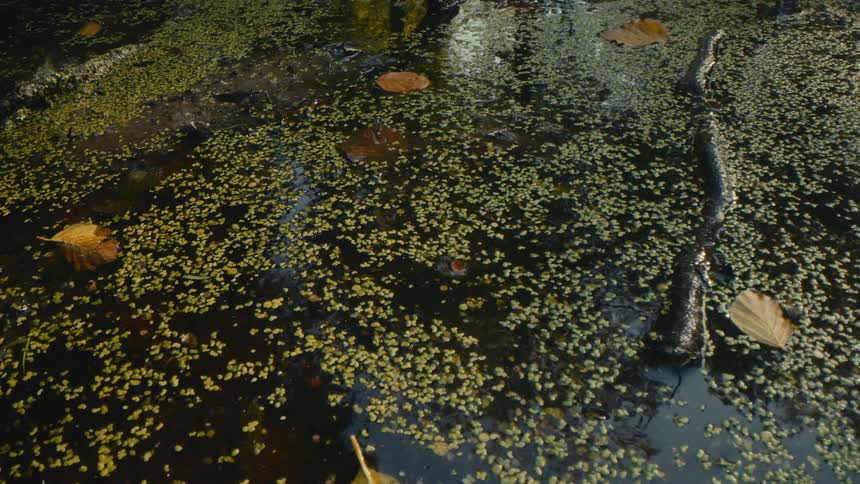 Leaves and dead plants floating on the water of a pond outdoors during day time