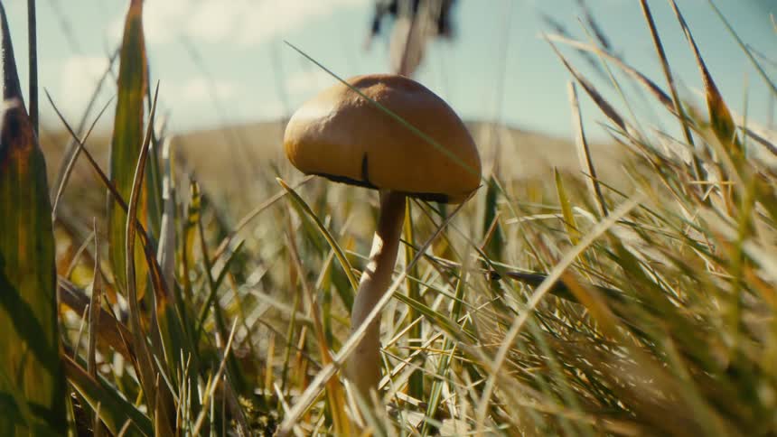 Yellow mushroom growing among sunlit grass