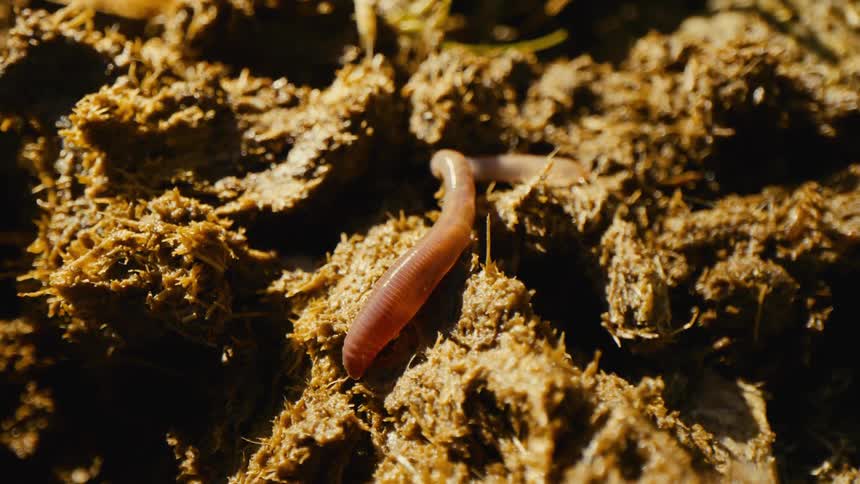 A view of a worm crawling in dirt