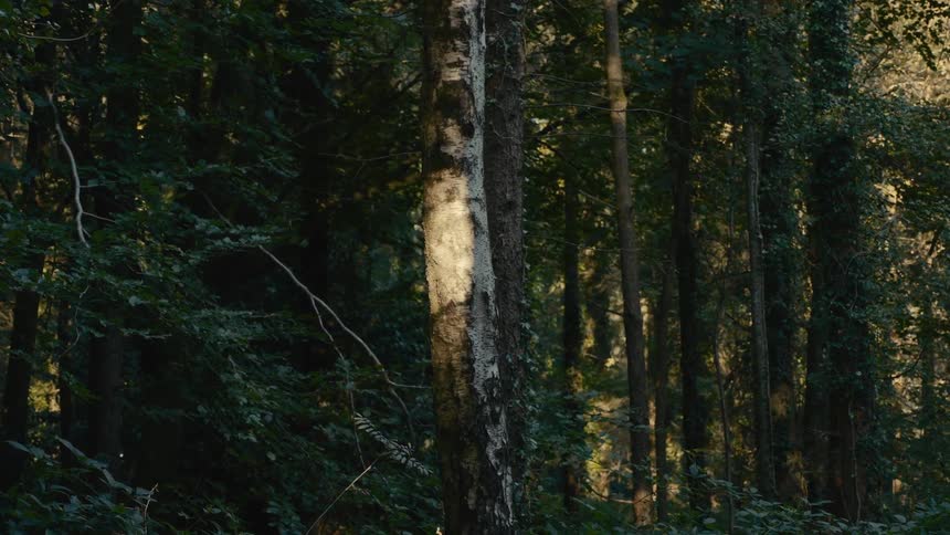 Tree trunks lit by natural light in a dense forest area