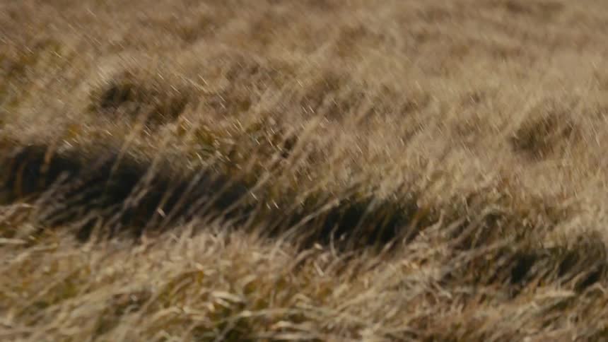 Shadow of a person moving across dry grass in a field