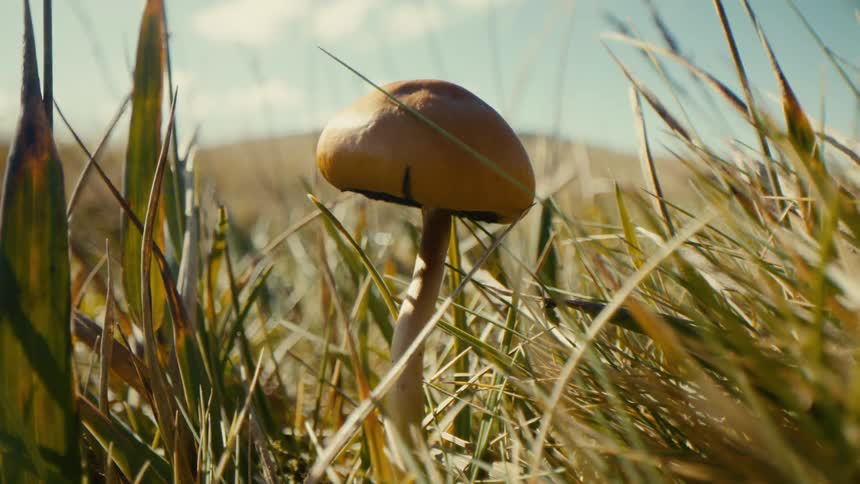 Closeup of a brown mushroom in a grassy field