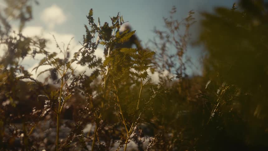 An adult hiking up a mountain trail at midday with grasses covering the ground along the path