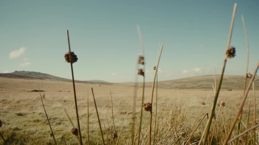 Dry stalks standing in the foreground of a wide field under a clear sky