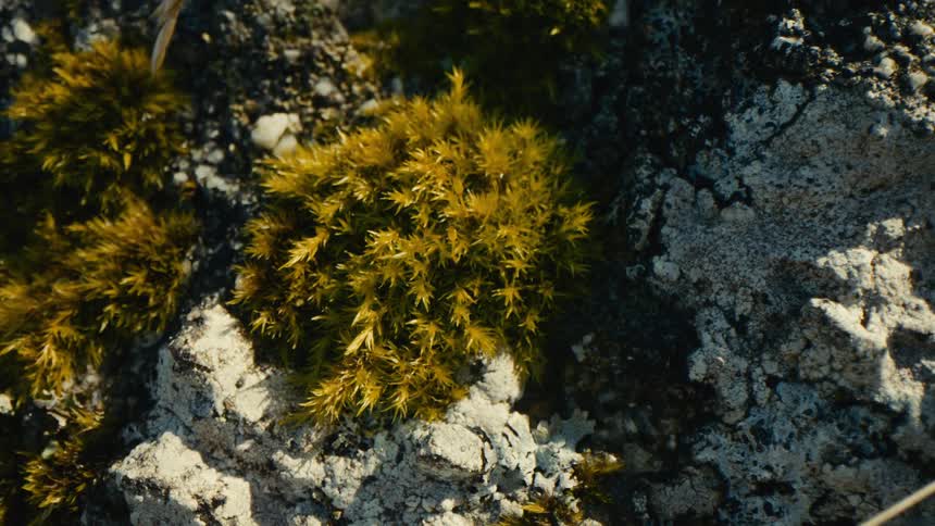 A view of some plants growing out of rocks
