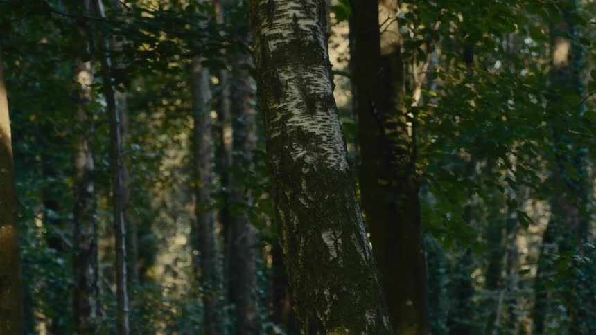 Tree trunks lit by filtered forest light