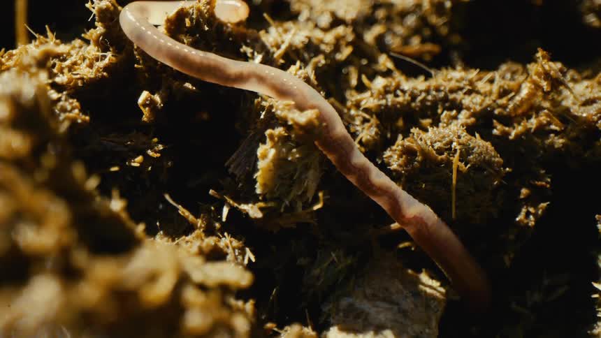Earthworm crawls into the earth during the daytime