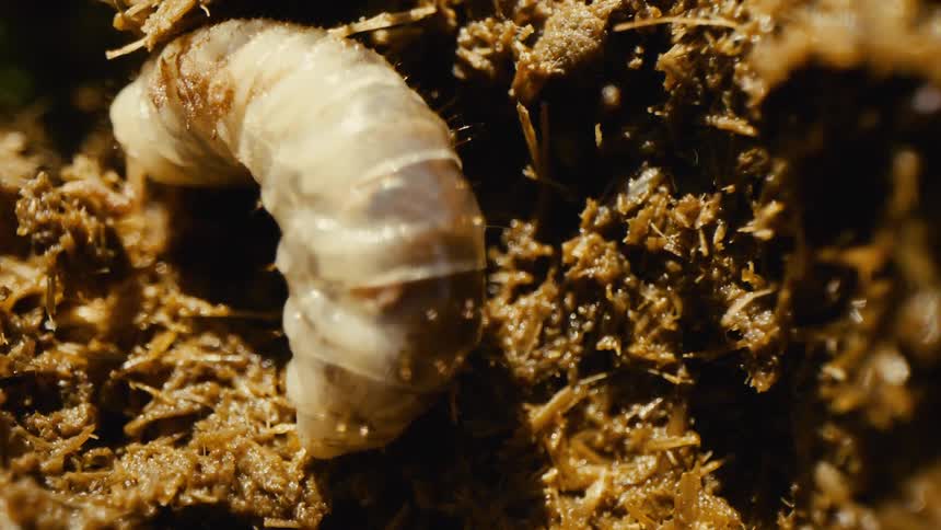 A white larvae crawling in a brown leaf floor
