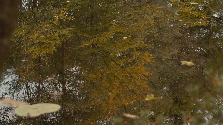 Leaves float on the water reflecting the trees with their autumn foliage during the day