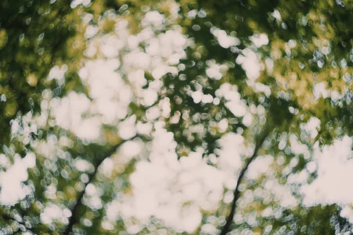 A view up through leaves on a tree