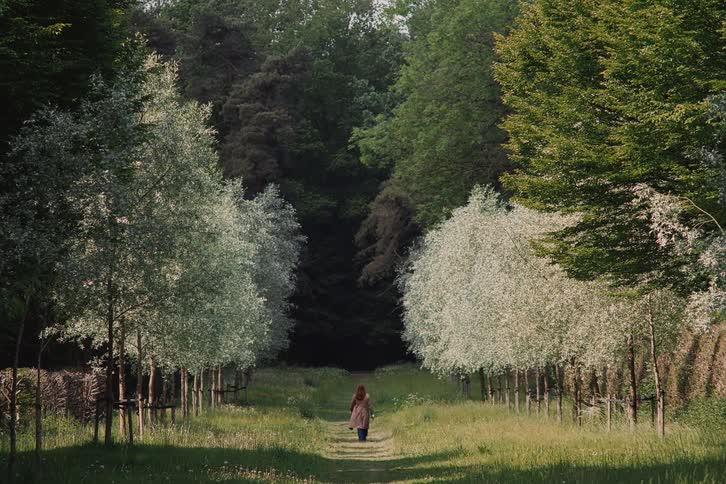 Person walking along a trail lined with lightcolored trees toward a dense forest
