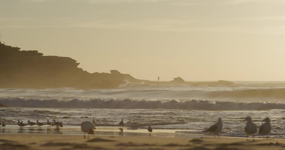 Seagulls walking on the beach and flying along the coast as waves roll in to shore