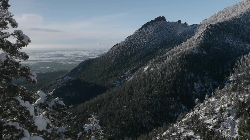View of a tree and snow covered mountainside