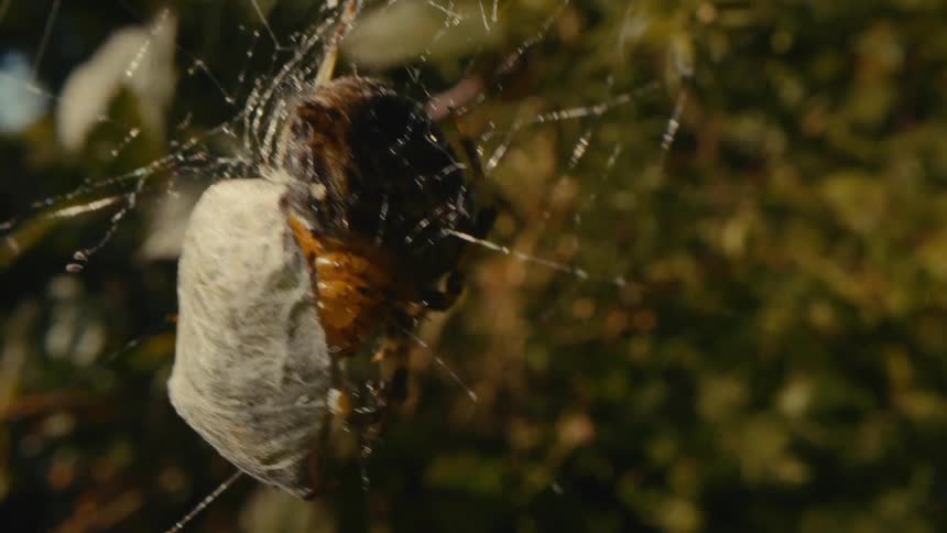 Spider sits in a spiderweb near a silk wrapped mass on a summer day