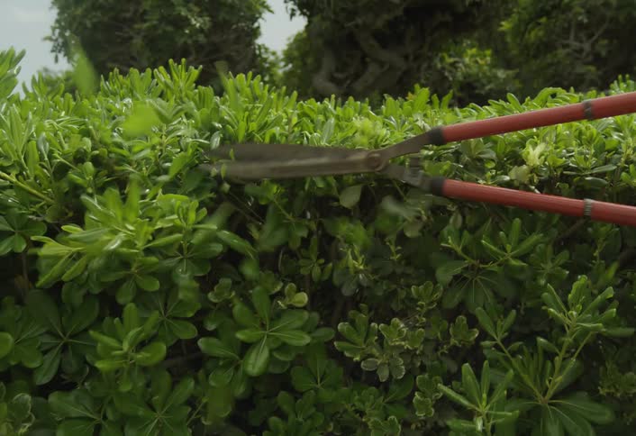 A garden shears being used to cut pieces of a green shrub